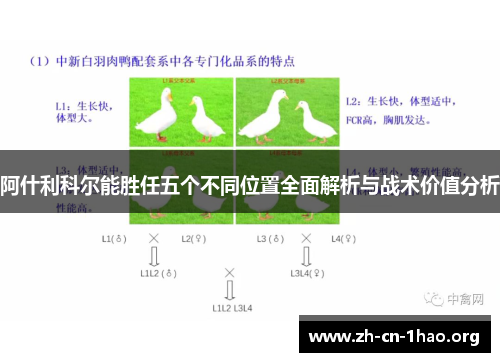 阿什利科尔能胜任五个不同位置全面解析与战术价值分析 阿什利科尔能胜任五个不同位置全面解析与战术价值分析
